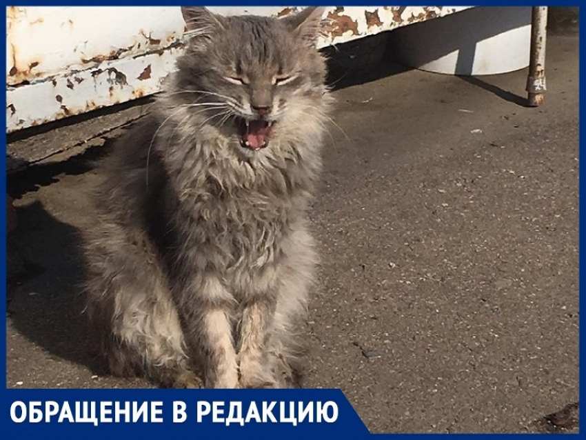 На рынке «Солнышко» в Волгодонске потравили котов,- волгодончанка 