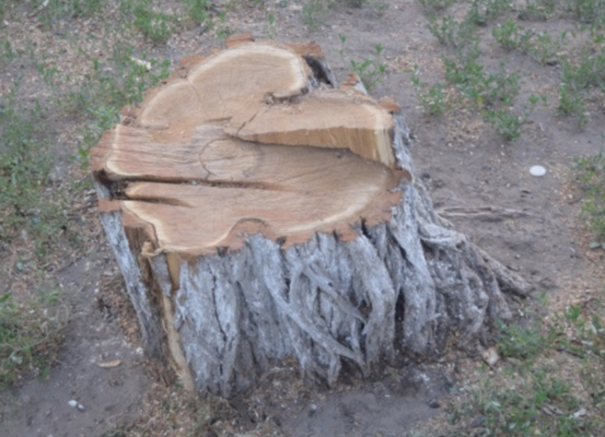 Уголовное дело возбудили в отношении 60-летнего мужчины за незаконную вырубку деревьев