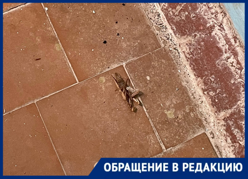 Полчища тараканов и вечные порывы в грязном доме на Кошевого: жители устали жить в антисанитарии