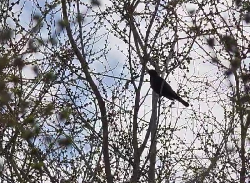 Популяция певучих скворцов увеличивается в Волгодонске