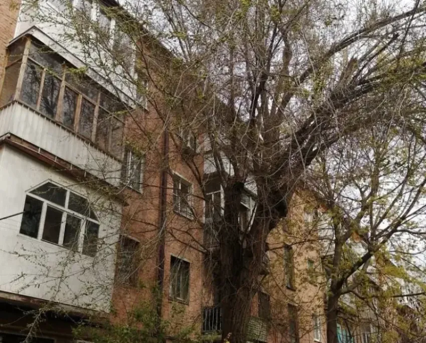 Дерево спилили: у ЖРЭУ-5 после публикации в «Блокноте» нашлись деньги на опиловку 