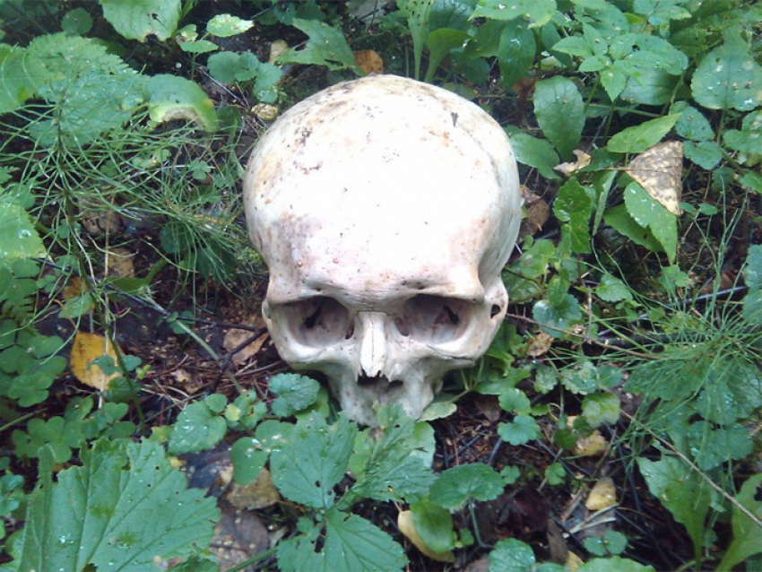 В Волгодонске в районе молокозавода нашли человеческие останки