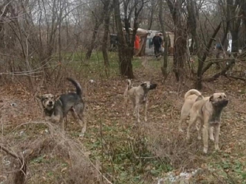 Убить vs помиловать?: пригодится ли Волгодонску опыт Астраханской области по массовому усыплению собак