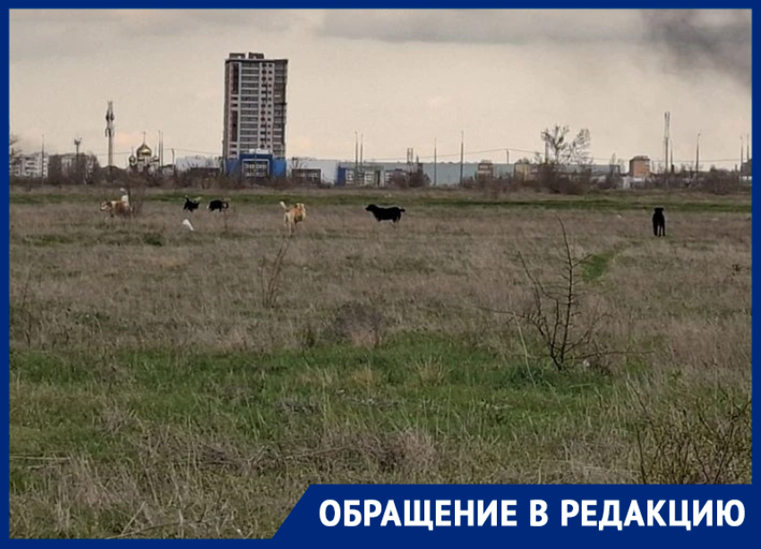 «Выжидают в траве и кидаются на людей»: стая бездомных собак держит в ужасе прохожих у набережной в Волгодонске  