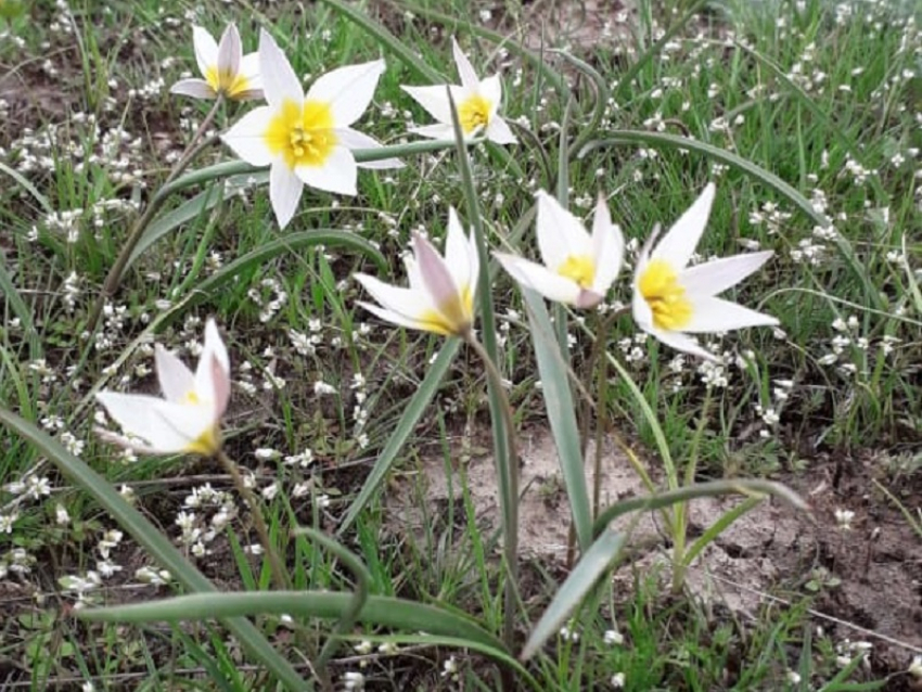 Через несколько дней начнется сезон цветения знаменитых тюльпанных полей у Маныча