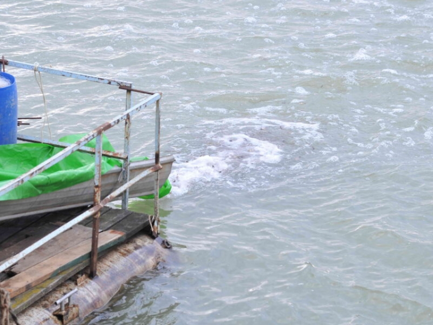 494 тысячи мальков сазана выпустили в Цимлянское водохранилище