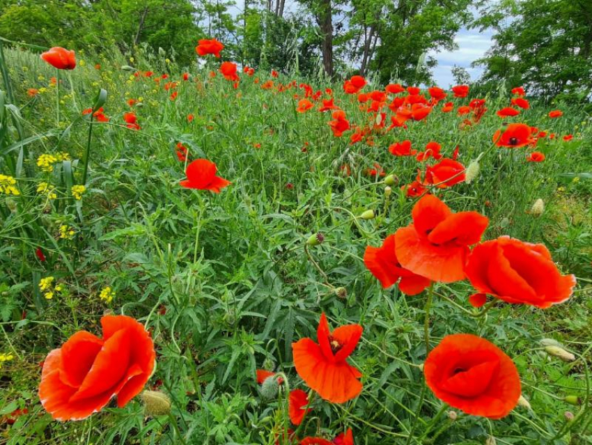 Последний день лета порадует волгодонцев солнечной и безветренной погодой 