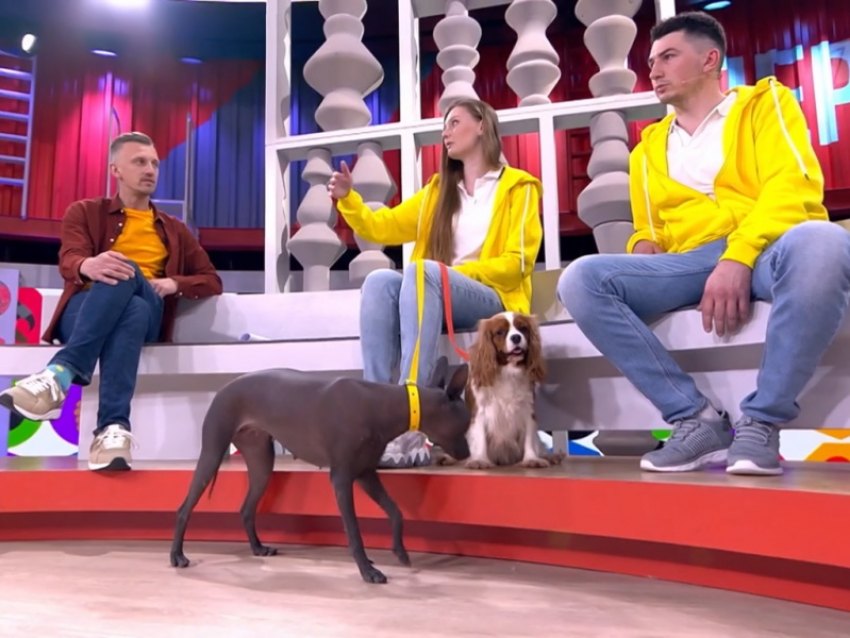 Семья из Волгодонска, проживающая с 12 собаками, попала в эфир «Первого канала»