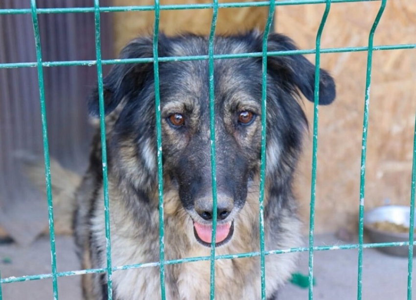 Власти Волгодонска потратят почти 2 миллиона рублей на отлов бездомных собак
