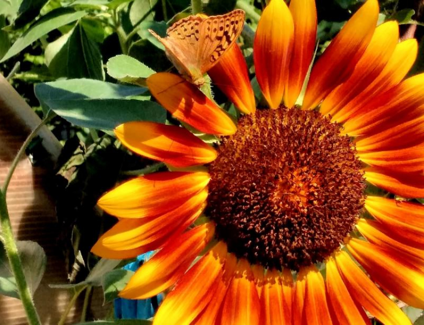 Солнечно и тепло будет в Волгодонске в среду 