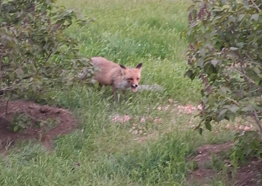 Задорная лиса поселилась в кустах рядом с детской больницей на Гагарина