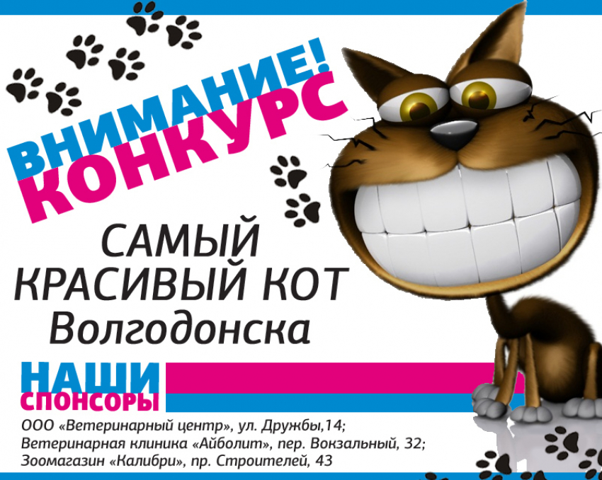 Стартовало голосование «Самый красивый кот Волгодонска»