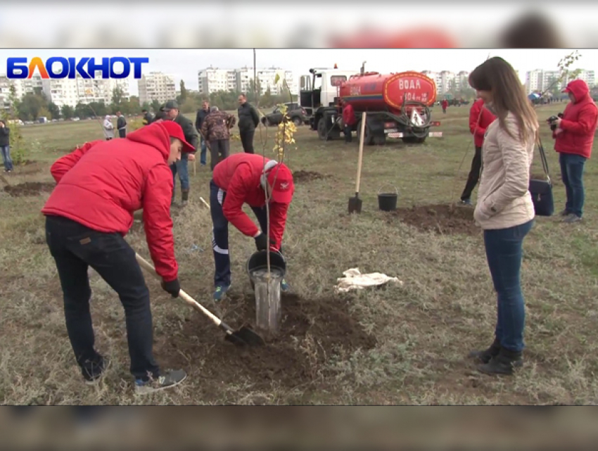 Как сажали деревья в волгодонском парке «Молодежный»