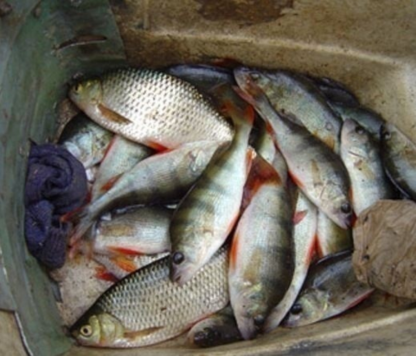 Ветеринары, полицейские и рыбинспекторы ищут больную и испорченную рыбу, выловленную на Цимлянском водохранилище