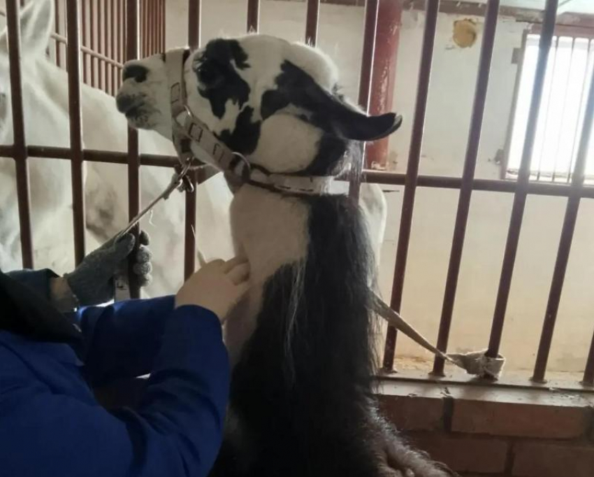 Специалисты Волгодонской СББЖ проводят ветеринарный контроль цирковых животных, гастролирующих в городе