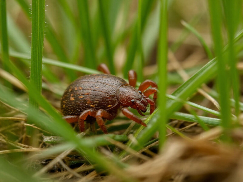 Паразиты вышли на охоту: за неделю клещи напали на пять волгодонцев