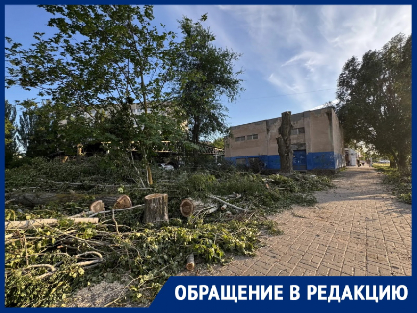 «Что за лесоповал?»: горожанка считает, что здоровые деревья погубили из-за участка земли на улице Черникова