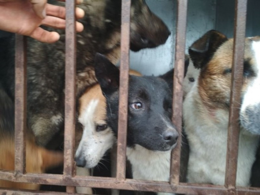 Предельная стоимость одной бездомной собаки для Волгодонска может превысить 30 тысяч рублей