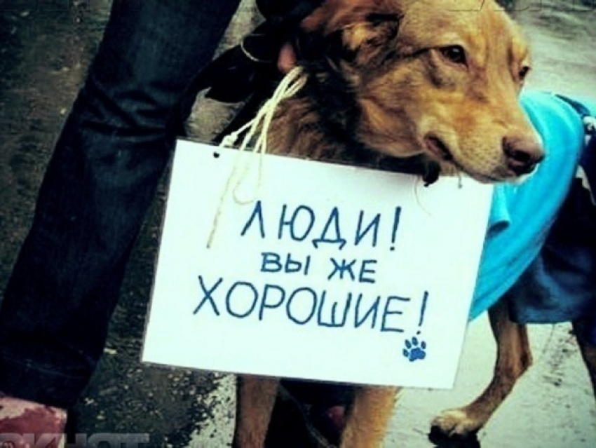 Зоозащитники Волгодонска снова забили тревогу: в городе появилась шайка подростков издевающихся над животными