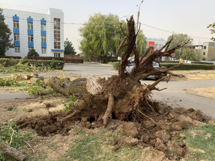 Сильный ветер с корнем вырвал крупное дерево в Волгодонске