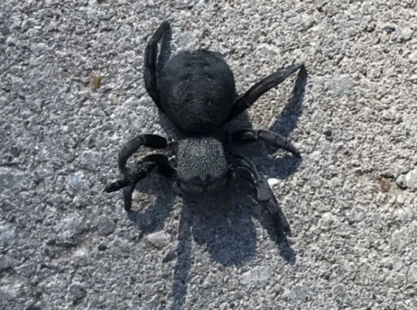 Житель Цимлянска обнаружил жуткого мохнатого паука