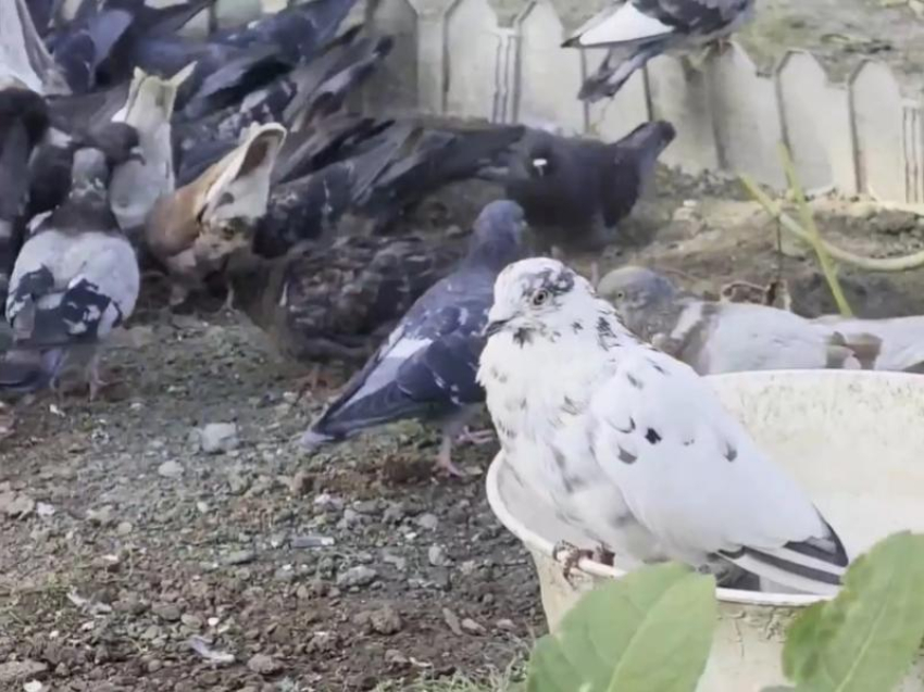 «Такие жирные, что взлететь не могут!»: в одном из дворов Волгодонска раскормили голубей до невероятных размеров 