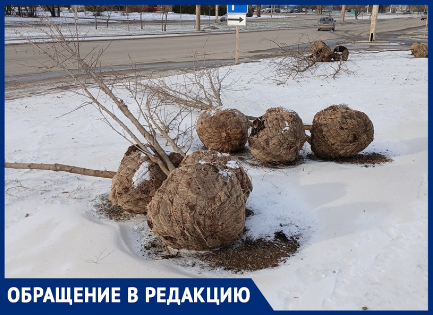 Брошенные в снегу на проспекте Мира саженцы деревьев обнаружили волгодонцы