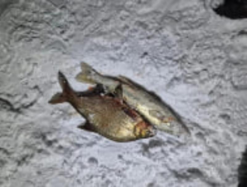 Любителя крупной рыбки поймали на браконьерстве в Цимлянском районе