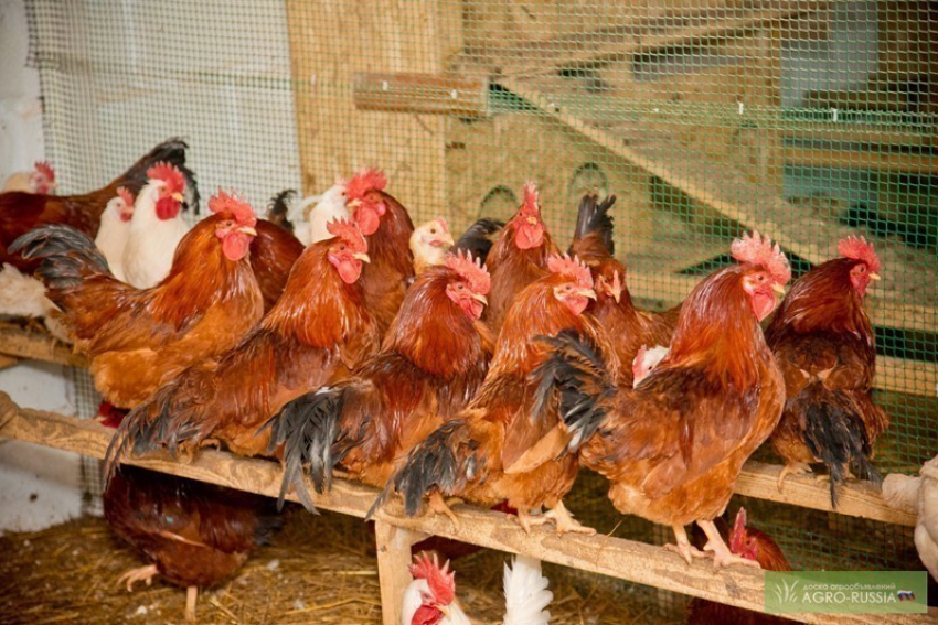Кража века: Из поселка Саркел украли серебристого петуха и семь красных куриц