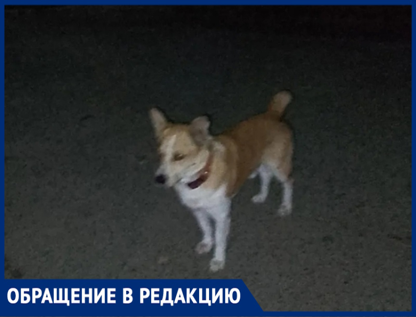 «Нападает на женщин в старом городе из темноты сзади»: о хитром кобеле, отплатившем черном неблагодарностью людям, предупредили волгодончанок 