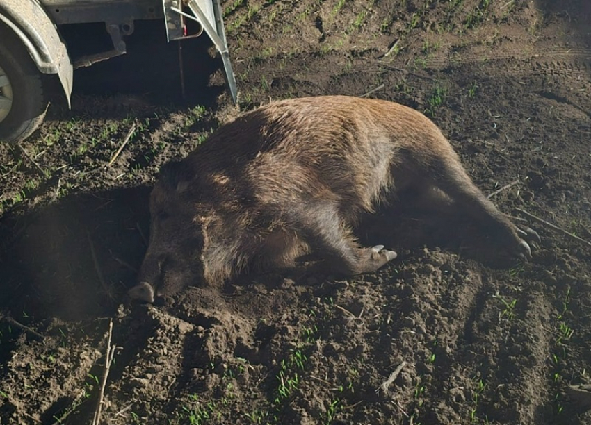 Убивал молодых самок: браконьер устроил массовую бойню кабанов с помощью ружья с тепловизором