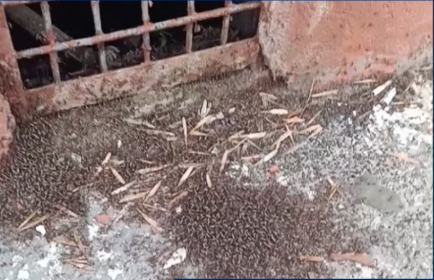 Коммунальщики Волгодонска вступили в бой с кровососущими на Ленина, 85