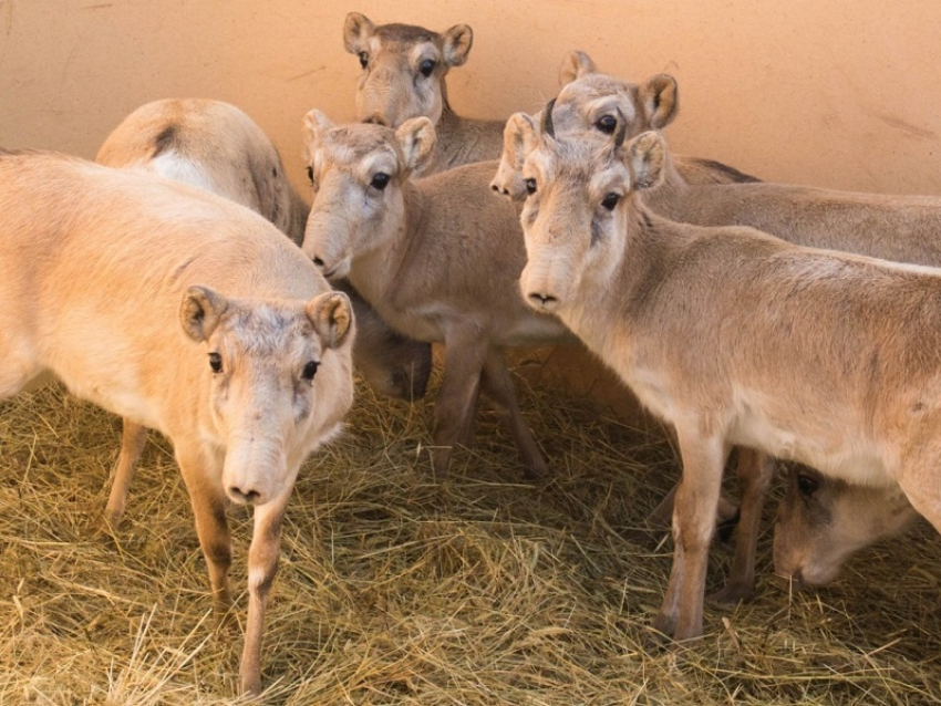 Антилопы с хоботками остались в Ростовской области после ухода мамонтов