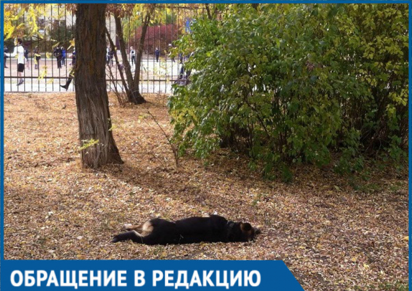 В Волгодонске массово потравили бездомных собак