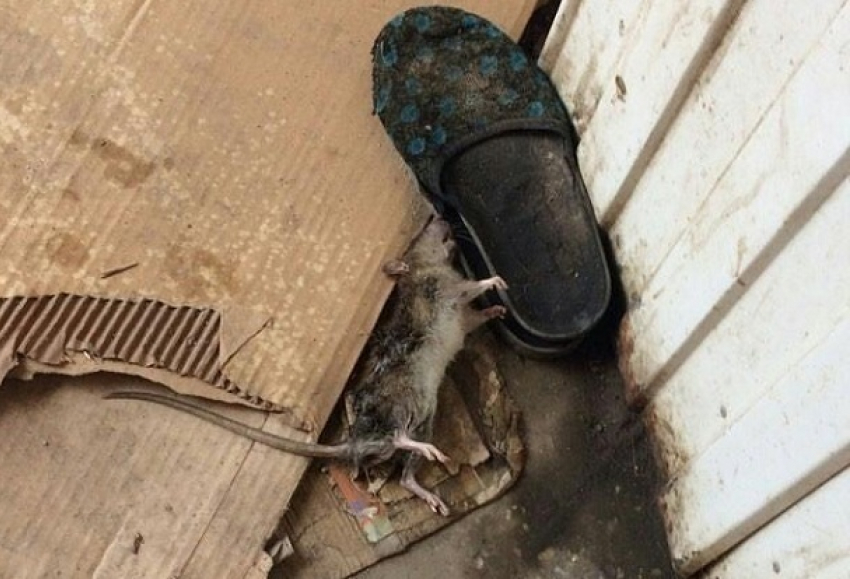 «Вот так мы встречаем приезжих»: волгодонцев напугала мертвая крыса на вокзале