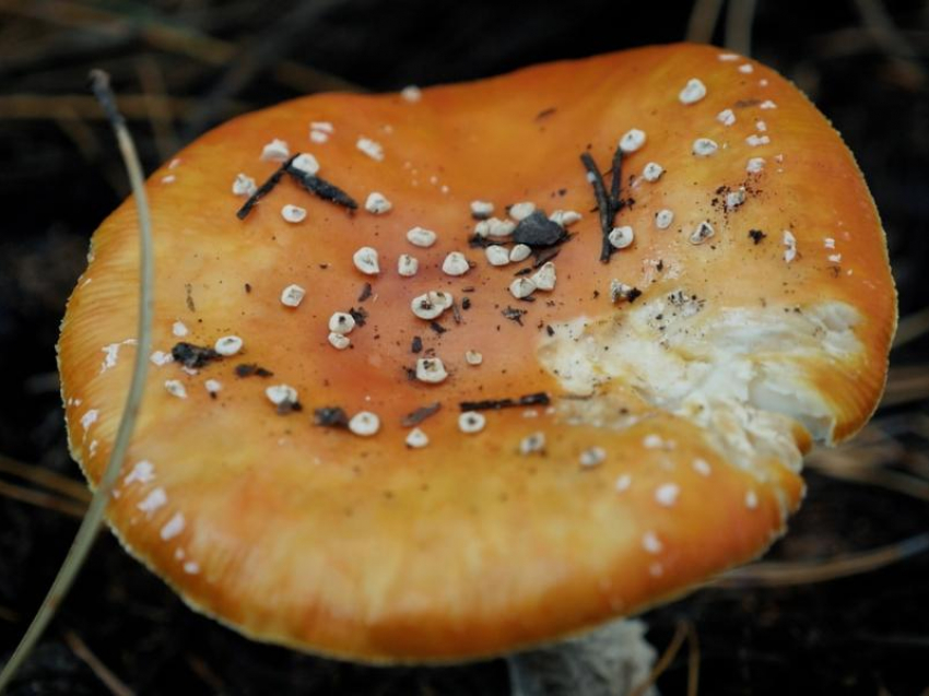 Случаи отравления дикорастущими грибами участились в Ростовской области