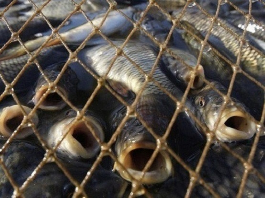 Донские рыболовецкие предприятия могут потерять право рыбачить на Цимлянском водохранилище