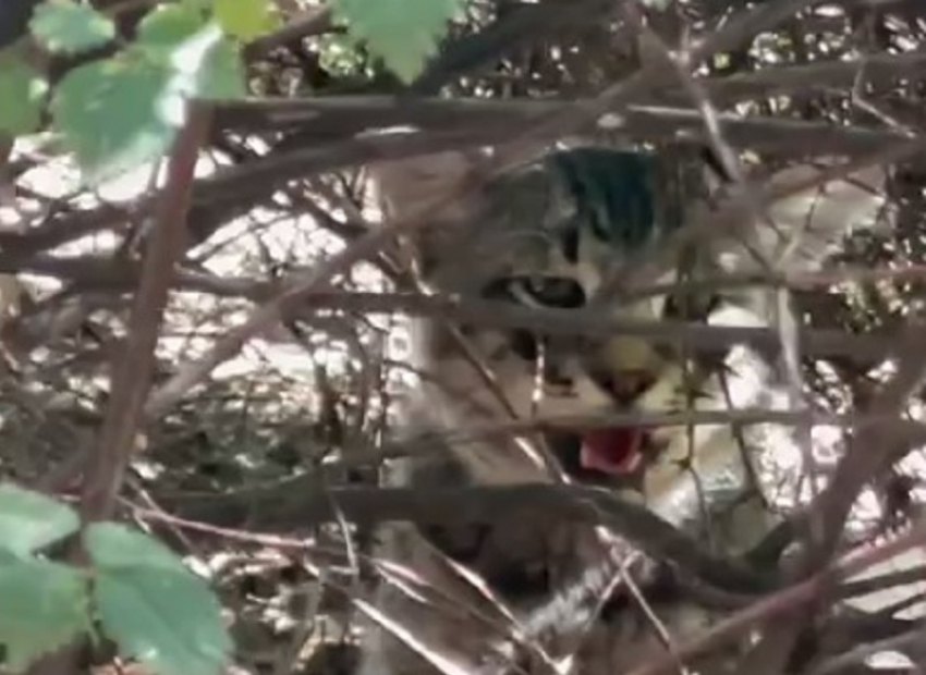 Кот с пеной в пасти умер в мучительных конвульсиях рядом с многоэтажным домом в Волгодонске 