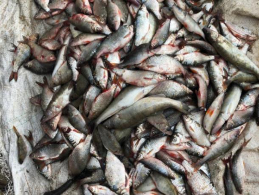 2 года лишения свободы грозит жителю Цимлянска за незаконную добычу рыбы 