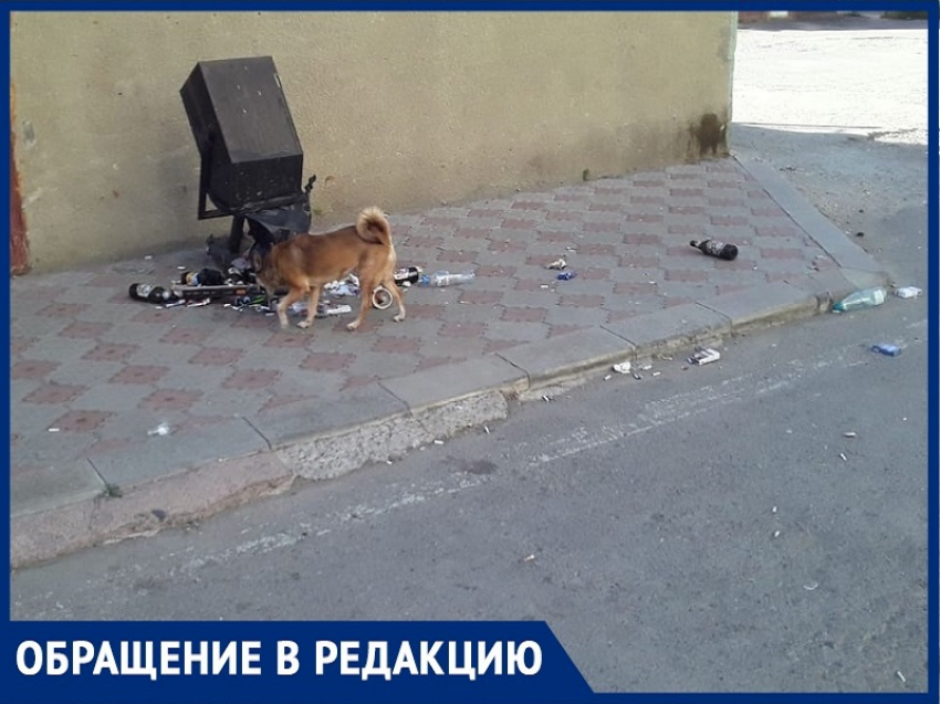 «Ночами стоит ор, а днем собаки таскают мусор»: жители В-12 о соседстве с пивбаром