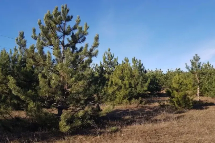 В Волгодонске особо настойчивым браконьерам-лесорубам может грозить срок лишения свободы