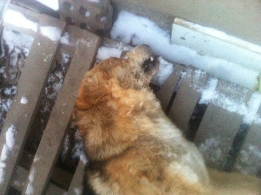 В Волгодонске неизвестные расстреляли привязанного пса из воздушки в упор 
