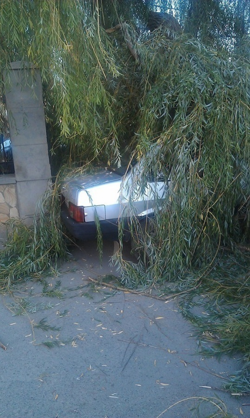 В Волгодонске дерево упало на машину