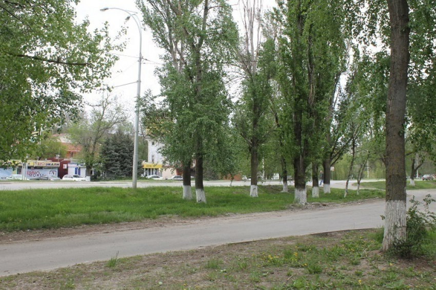 В Волгодонске на улице Морской срубят 100 деревьев
