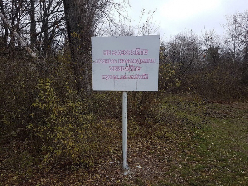 В Волгодонске заново обмерили и пересчитали городские леса