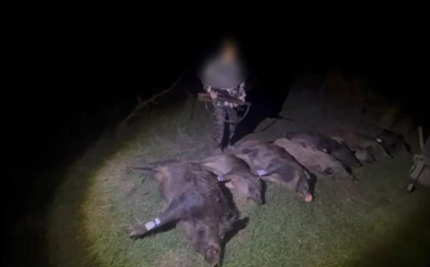 Полмиллиона рублей обязан выплатить кровожадный браконьер за расстрел восьмерых кабанов в Семикаракорском районе 