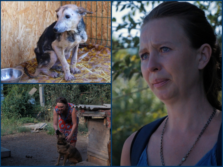 «Это черная передержка»: зоозащитники в Цимлянске боятся, что пьющая хозяйка 12 собак доведет животных до голодной смерти 