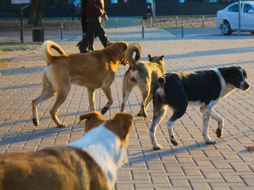В Волгодонске поменялся главный ловец бездомных собак