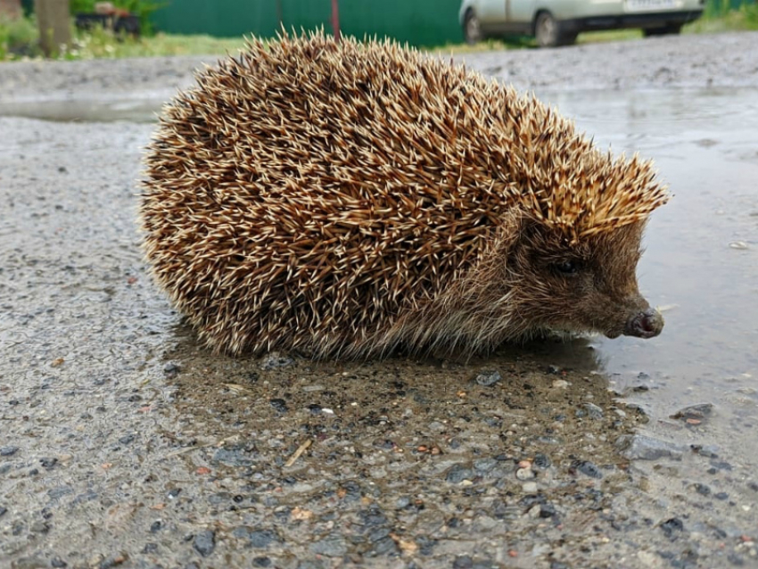 Сильный ливень и до +15: о погоде на вторник в Волгодонске