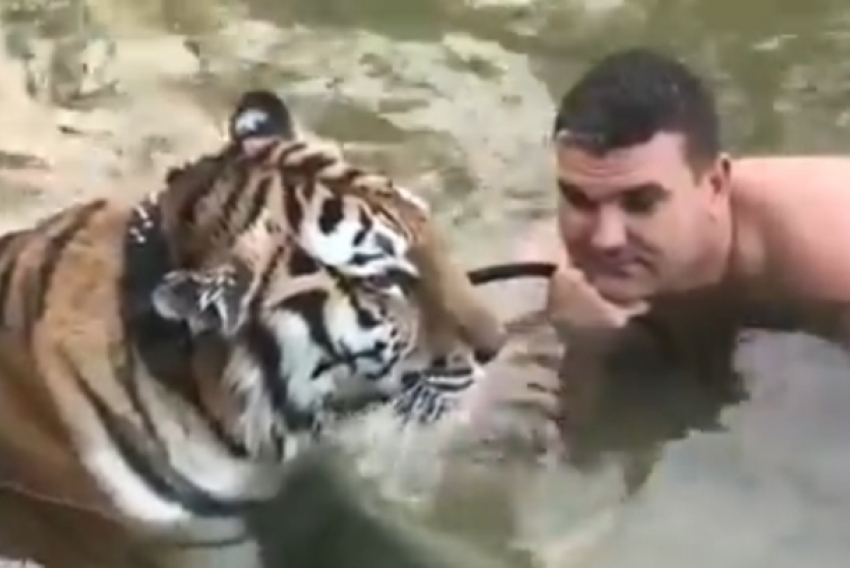 Мужчина искупал тигра в Дону в Волгодонске